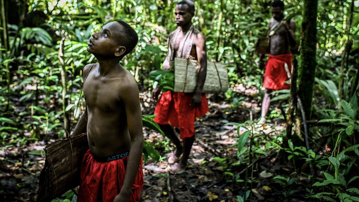 Sawit Ditanam di Papua, Apa Risikonya?