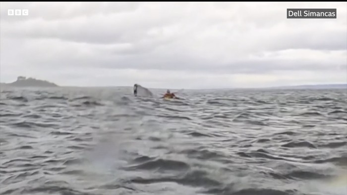 Paus bungkuk telan kayaker
