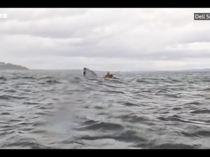 Heboh Video Paus Bungkuk Muntahkan Manusia