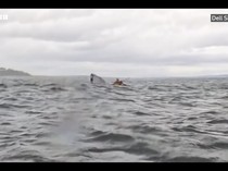 Momen Paus Bungkuk Menelan Traveler yang Bermain Kayak