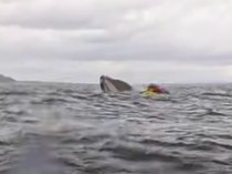 Ajaib! Pria Ini Selamat Setelah Ditelan Paus Bungkuk Saat Main Kayak