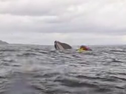 Seperti Nabi Yunus, Orang Ini Dilahap Paus Tak Lama Dimuntahkan