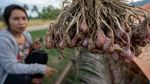 Petani di Sigi Beralih Tanam Bawang Merah