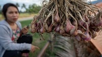 Sebagian petani di wilayah itu beralih membudidayakan tanaman bawang merah meskipun membutuhkan perawatan ekstra.  