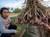 Petani di Sigi Beralih Tanam Bawang Merah