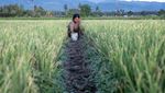 Petani di Sigi Beralih Tanam Bawang Merah