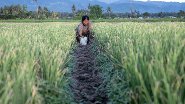 Petani mempersiapkan biti tanaman bawang merah di Desa Kotarindau, Sigi, Sulawesi Tengah, Kamis (13/2/2025). Sebagian petani di wilayah itu beralih membudidayakan tanaman bawang merah meskipun membutuhkan perawatan ekstra, namun komoditas tersebut dinilai lebih menguntungkan karena permintaan cukup tinggi dan suplai ke pasar lokal tidak pernah terpenuhi atau harus didatangkan dari luar. ANTARA FOTO/Basri Marzuki/Spt.