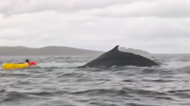 Seekor paus bungkuk menelan seorang pendayung kayak di lepas pantai Patagonia, Chili, sebelum segera melepaskannya tanpa cedera. (Tangkapan Layar Video Associated Press (AP)/)