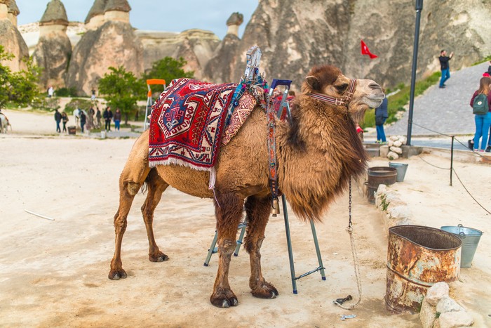 Tur wisata unta di Cappadocia, Turki