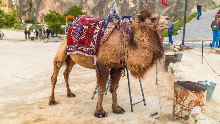 Tur wisata unta di Cappadocia, Turki