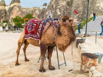 Turis Indonesia Lebih Suka Tunggangi Unta saat Berkunjung ke Cappadocia