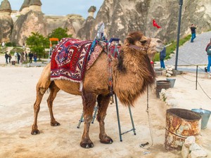 Turis Indonesia Lebih Suka Tunggangi Unta saat Berkunjung ke Cappadocia