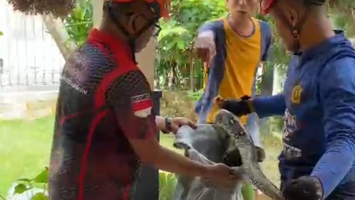 Ular piton sepanjang 2 meter sembunyi di ruang tamu warga Ngemplak akhirnya dievakuasi Damkar Sleman.