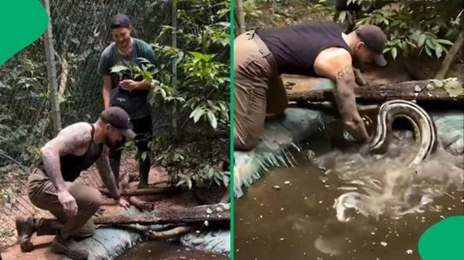 Viral Video Pria Vs Anaconda Hijau Ditonton 162 Juta Kali, Siapa Menang?