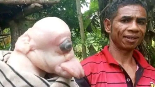 Anak babi bermata satu dan mirip manusia di RT 08, RW 03, Desa Oelami, Kecamatan Bikomi Selatan, Kabupaten TTU, NTT.