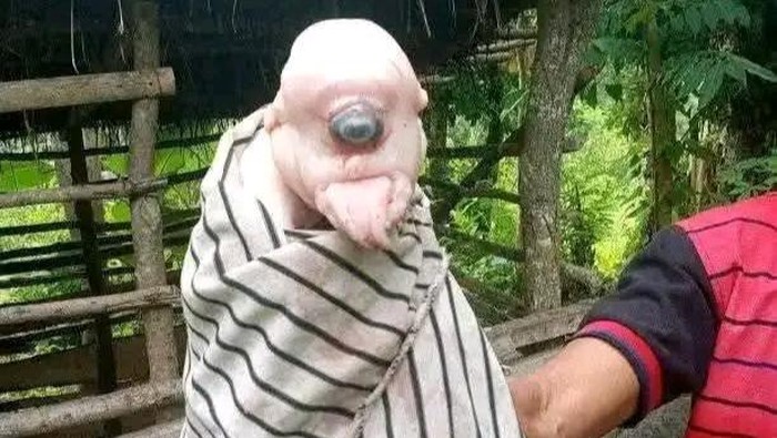 Anak babi bermata satu dan mirip manusia di RT 08, RW 03, Desa Oelami, Kecamatan Bikomi Selatan, Kabupaten TTU, NTT.