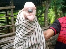 Heboh Anak Babi Mata Satu di NTT, Kasus Langka Cyclopia