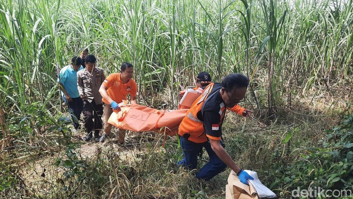 Evakuasi mayat tinggal kerangka di kebun tebu di Jekulo, Kudus, Sabtu (15/2/2025).