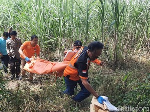 Heboh Warga Jekulo Kudus Temukan Mayat Tinggal Kerangka di Kebun Tebu