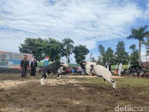 Melihat Keseruan Adu Tangkas Ratusan Domba Garut