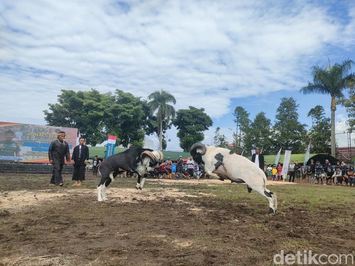 Kesenian ketangkasan domba Garut
