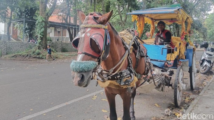 Mamat, kusir delman di kawasan ITB.