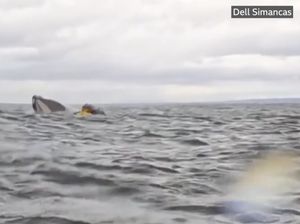Bagaimana Rasanya Ditelan Ikan Paus Seperti Nabi Yunus?