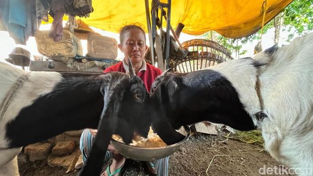 Perawatan kambing kontes di Mojokerto