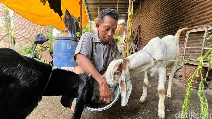 Perawatan kambing kontes di Mojokerto