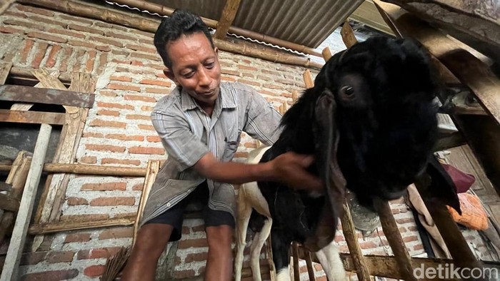 Perawatan kambing kontes di Mojokerto