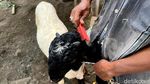 Potret Peternak dan Perawat Kambing Kontes di Mojokerto