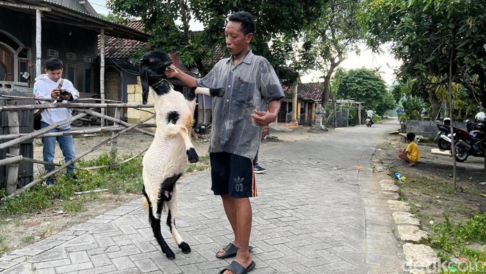 Perawatan kambing kontes di Mojokerto