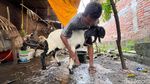 Potret Peternak dan Perawat Kambing Kontes di Mojokerto