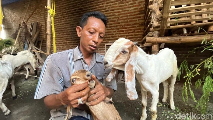 Perawatan kambing kontes di Mojokerto