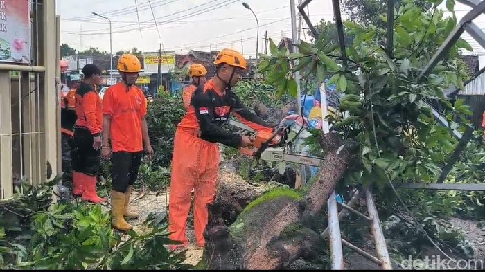 Pohon tumbang di Madiun