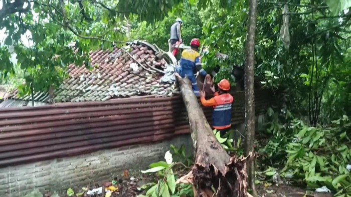 Pohon tumbang di Tasikmalaya