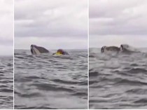 Mirip Kisah Nabi Yunus, Pedayung Kayak Ini Ditelan Paus