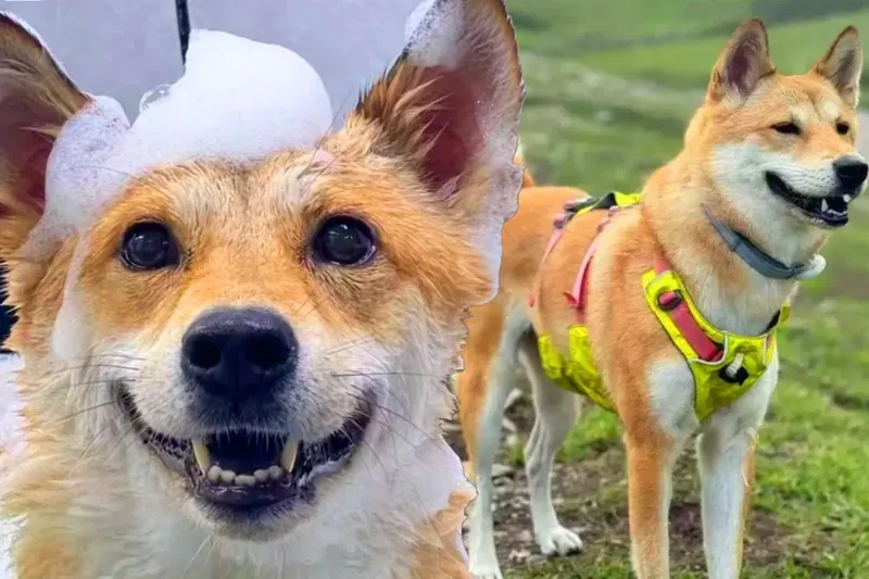 Wanita Ini Tuntut Orang yang Masak dan Makan Anjing Peliharaannya