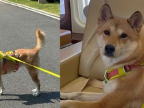 Wanita Ini Tuntut Orang yang Masak dan Makan Anjing Peliharaannya