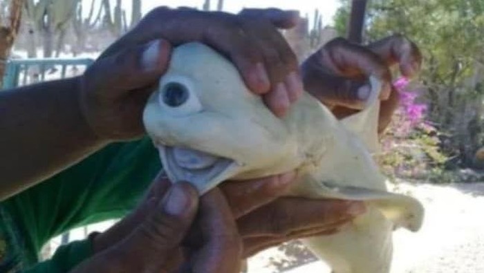 hewan mata satu