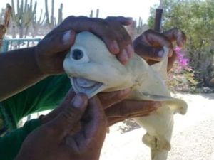 Aneka Kasus Hewan Mata Satu Dajjal, Terbaru dari NTT