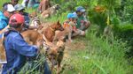 Melihat Tradisi Berburu Babi Hutan di Tanah Datar