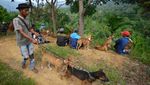 Melihat Tradisi Berburu Babi Hutan di Tanah Datar