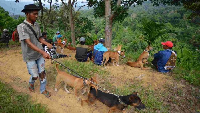 Melihat Tradisi Berburu Babi Hutan di Tanah Datar Sejumlah warga bersama anjingnya mengintai keberadaan babi hutan dari perbukitan saat digelarnya ajang buru babi di Nagari Tanjung Barulak, Tanah Datar, Sumatera Barat, Minggu (16/2/2025). Tradisi berburu babi itu dilakukan dua kali dalam seminggu untuk membantu petani memberantas hama babi hutan yang merusak tanaman dan perkebunan sekaligus rekreasi dan olahraga para pehobi berburu. ANTARA FOTO/Iggoy el Fitra/Spt.