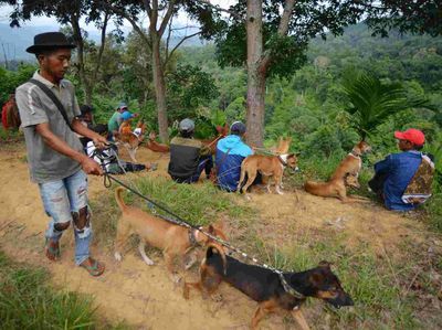 Melihat Tradisi Berburu Babi Hutan di Tanah Datar