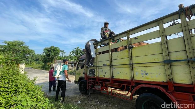 Pasar Hewan di Lamngan Kembali Dibuka