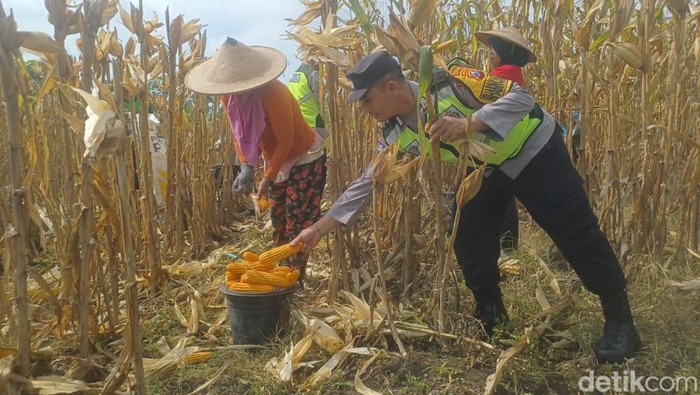 Polisi membantu petani panen jagung