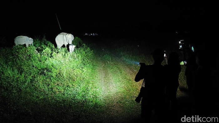 Tman Nasional Way Kambas buka wisata malam hari
