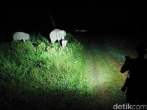 Seru Juga Safari Malam di Taman Nasional Way Kambas