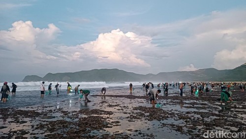Warga tumpah ruah menangkap cacing laut atau bau nyale di Pantai Tampah, Lombok Tengah, NTB, Minggu (16/2/2025). (Foto: Edi Suryansyah/detikBali)